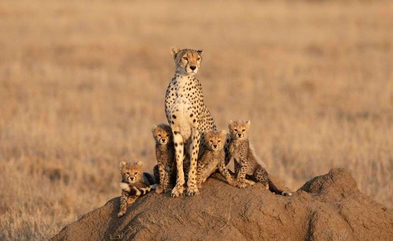 Fly in Luxury Safari to Serengeti, Crater, Manyara