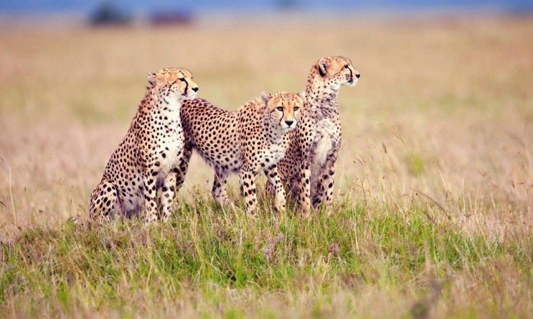 Serengeti National Park Safari Tours