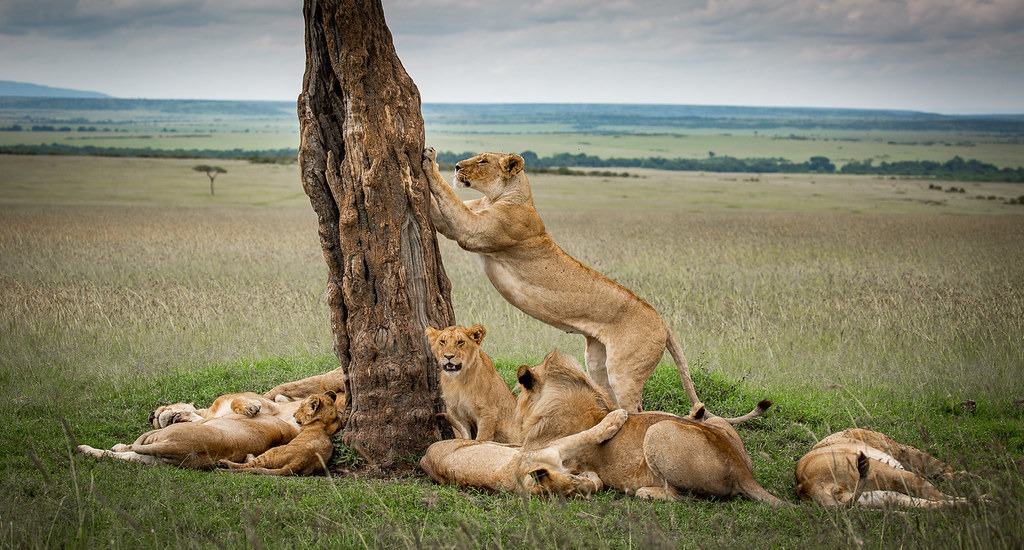 Tanzania luxury safari