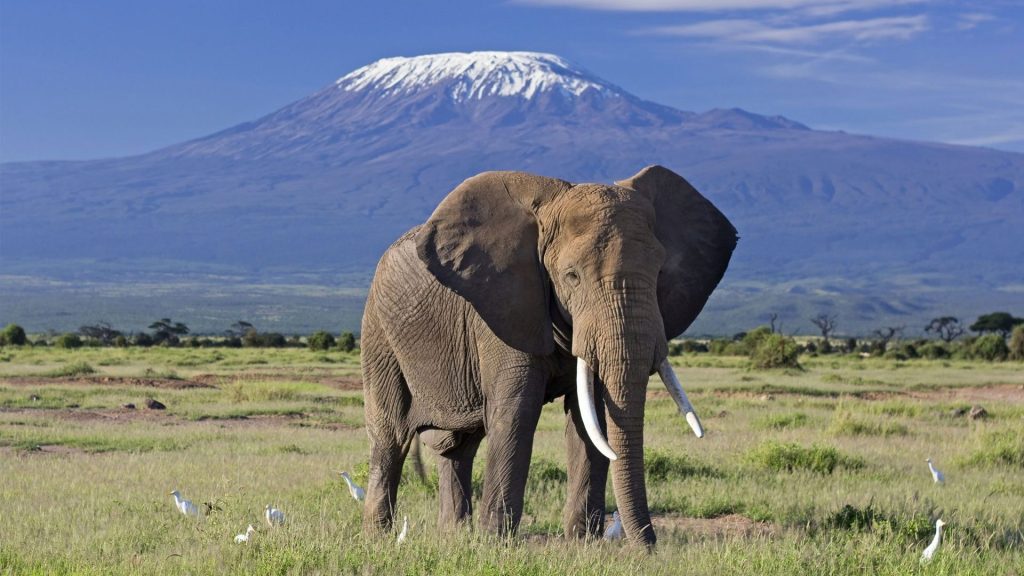 elephant bull front of kilimanjaro