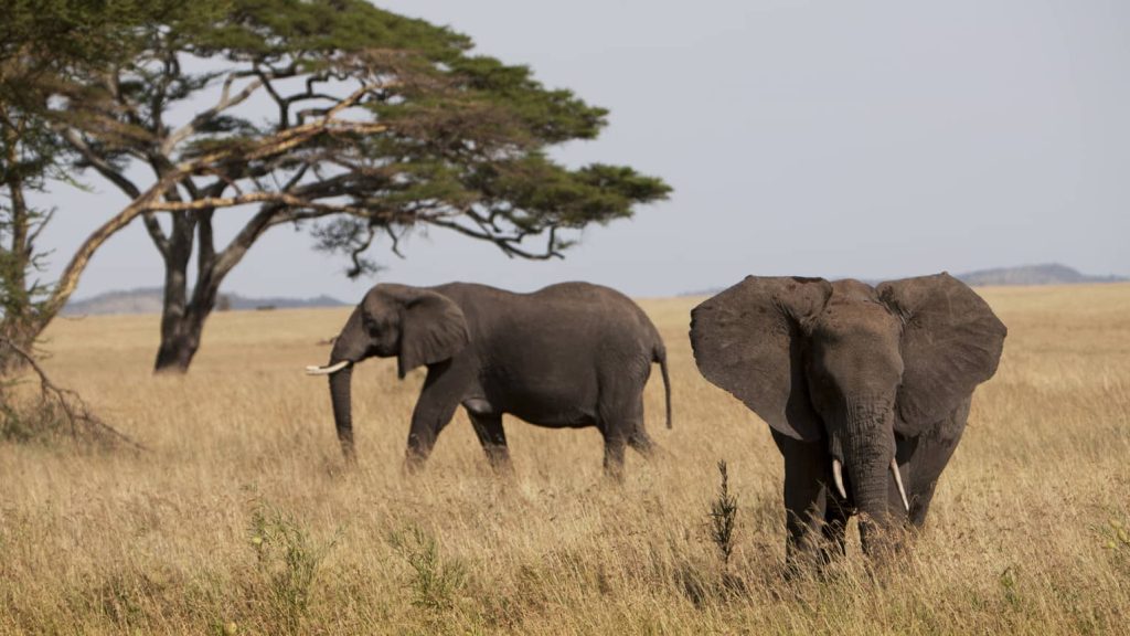 Destination elephant