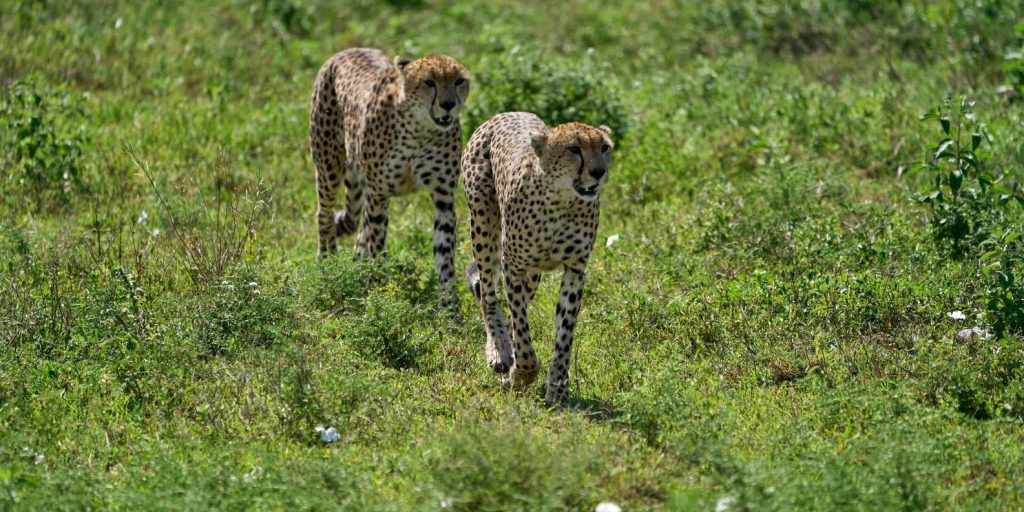 family safari