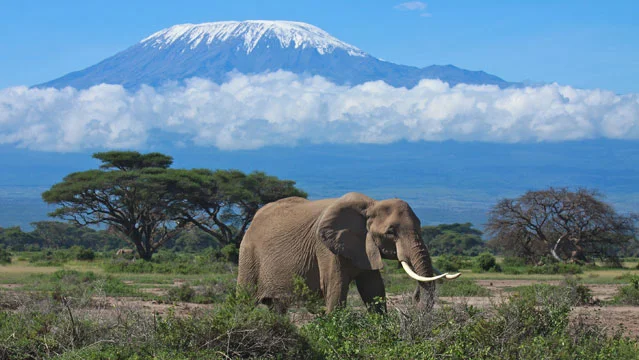 mount kilimanjaro fe