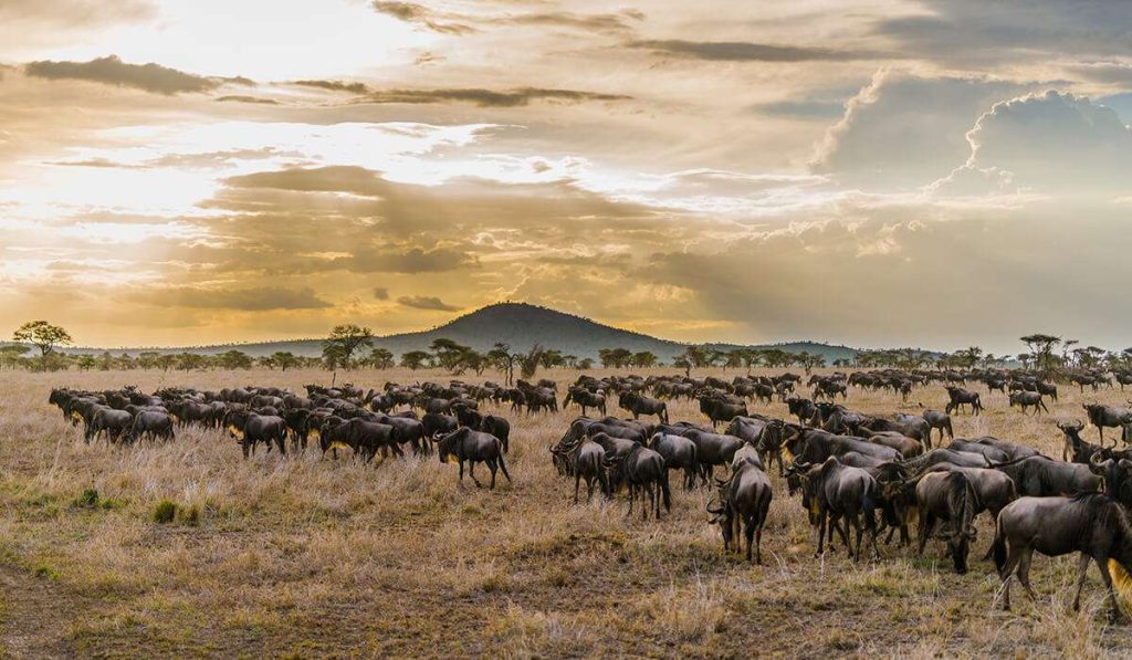 wildebeest migration
