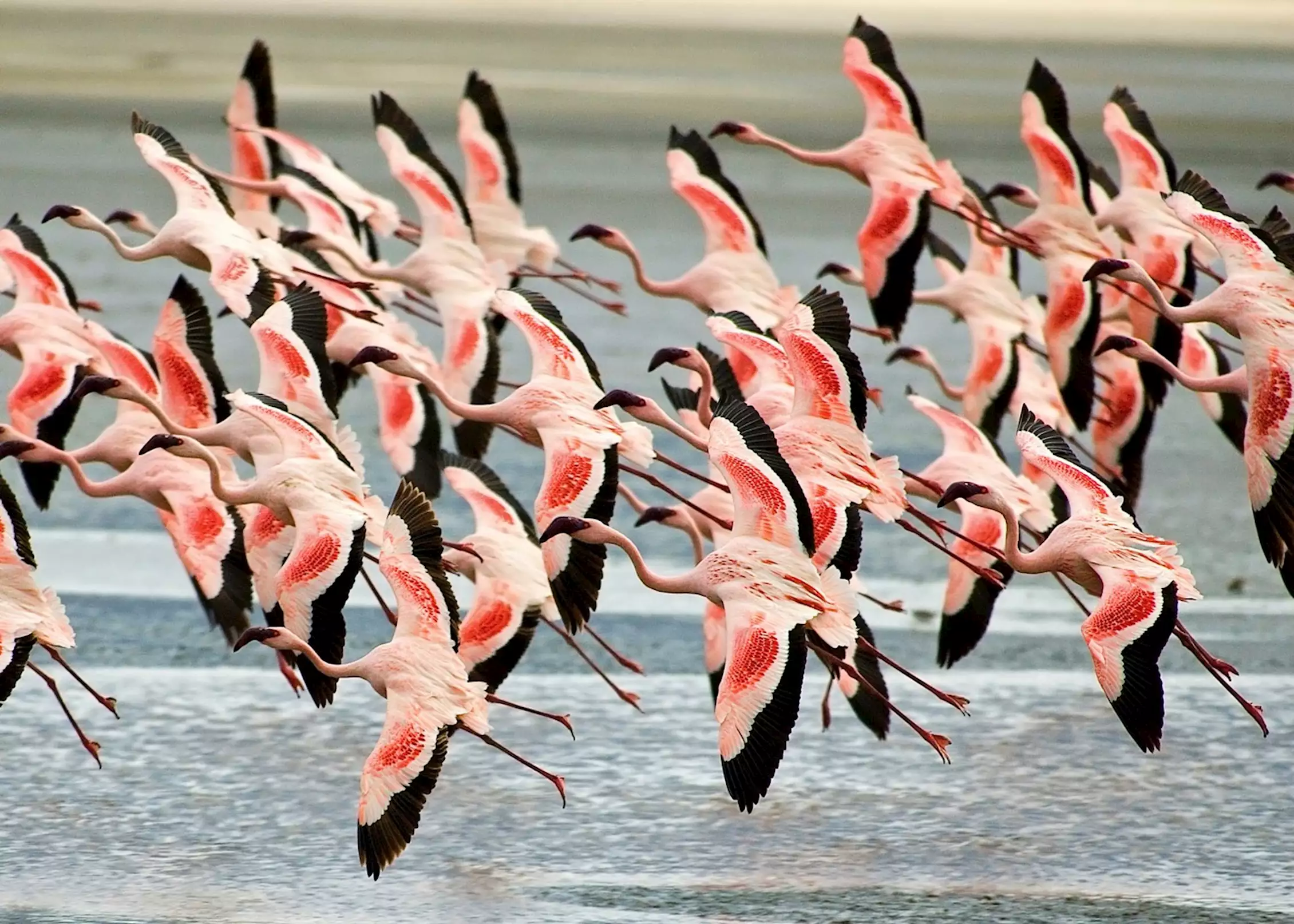 287267 flamingos in the ngorongoro crater