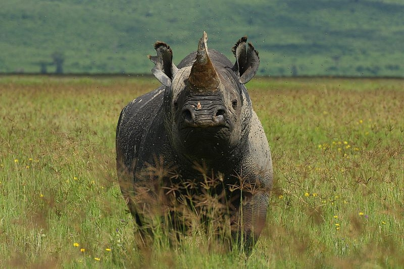 Black Rhino on Ngorongoro Crater
