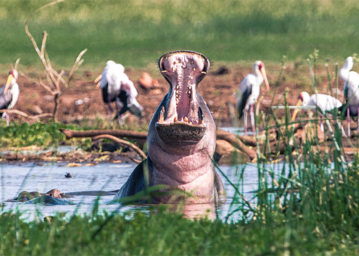 Lake Manyara National Park