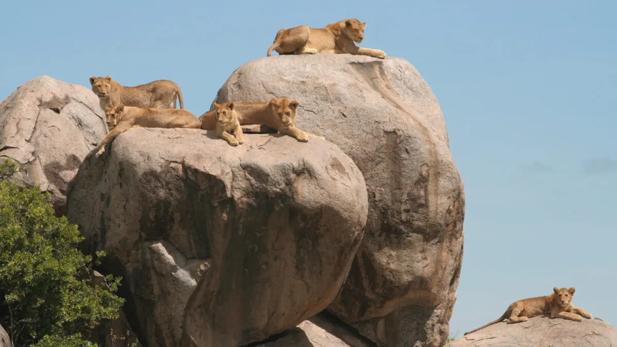 Moru Kopjes Central Serengeti Tanzania 1200x675