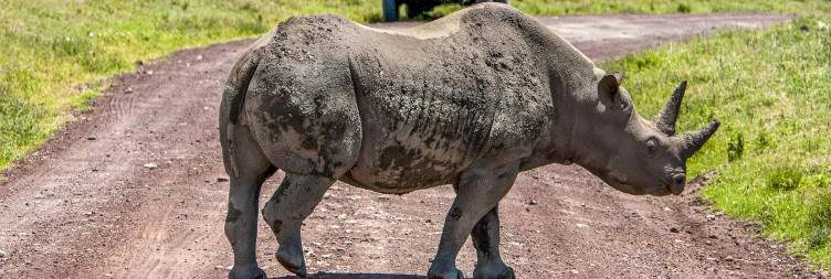 Ngorongoro Crater 053
