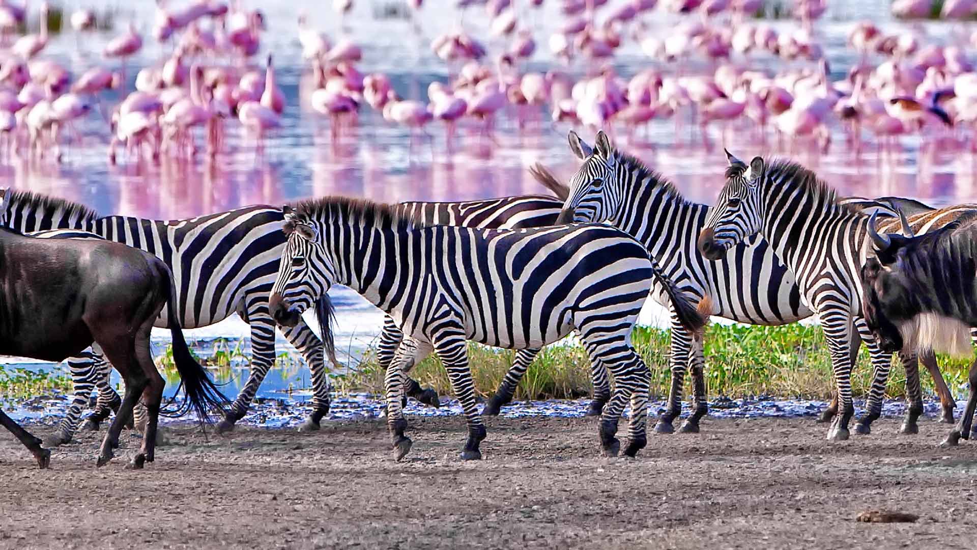 Practical Travel Tips for Lake Manyara National Park 99999999999999999900000000000000000000Cover icture