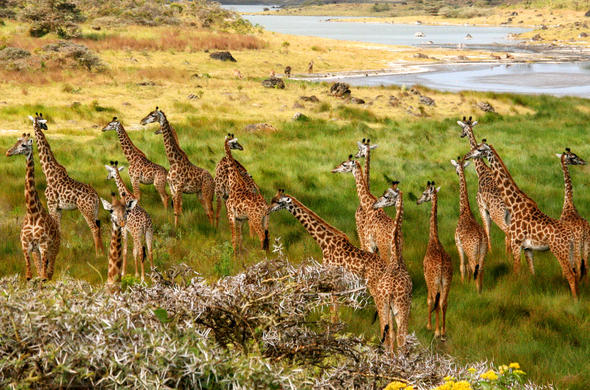 arusha national park 01 590x390