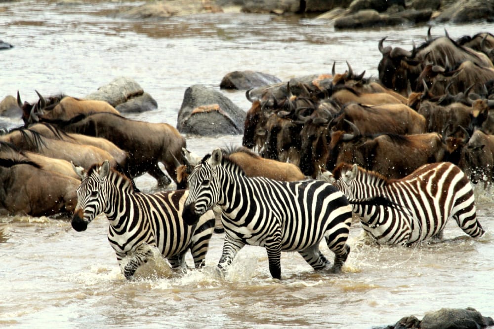 camp zebra serengeti migration tanzania safari river crossings