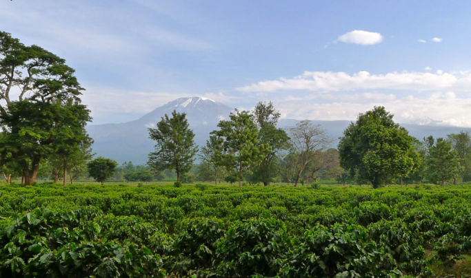 kilimanjaro coffee tour lindrin 683x404