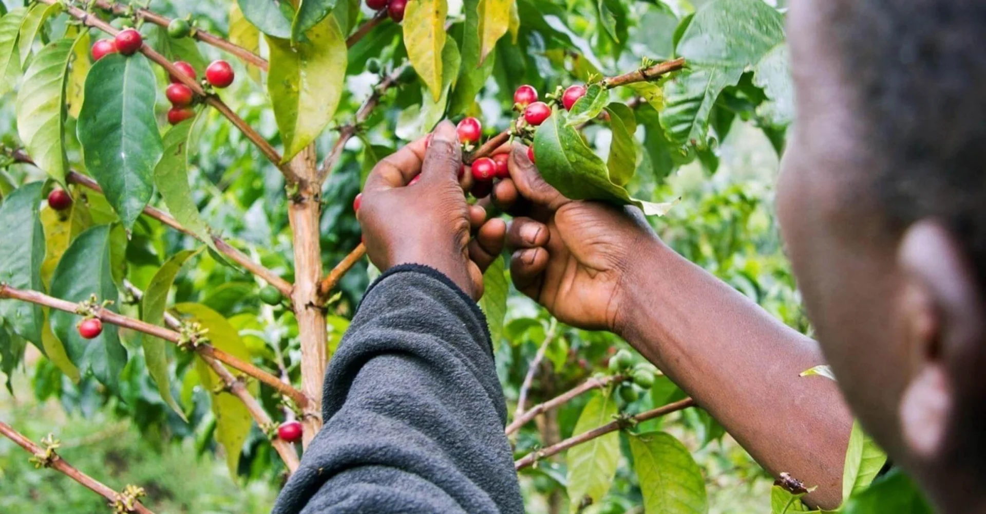 materuni coffee tour banner
