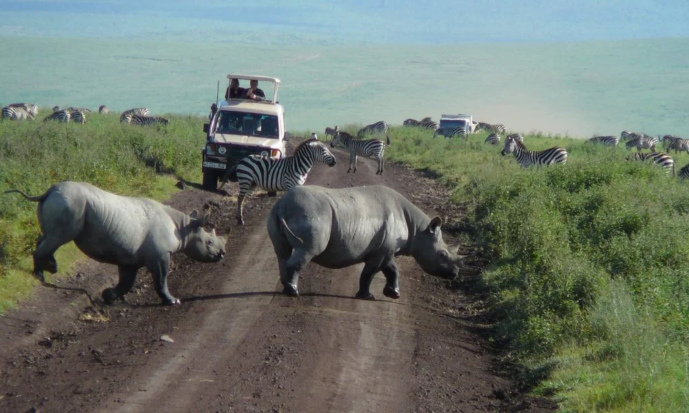 ngorongoro crater day trip quwmasb4sey6tw76kgx92kqvto5hhxjygek3wjwne8