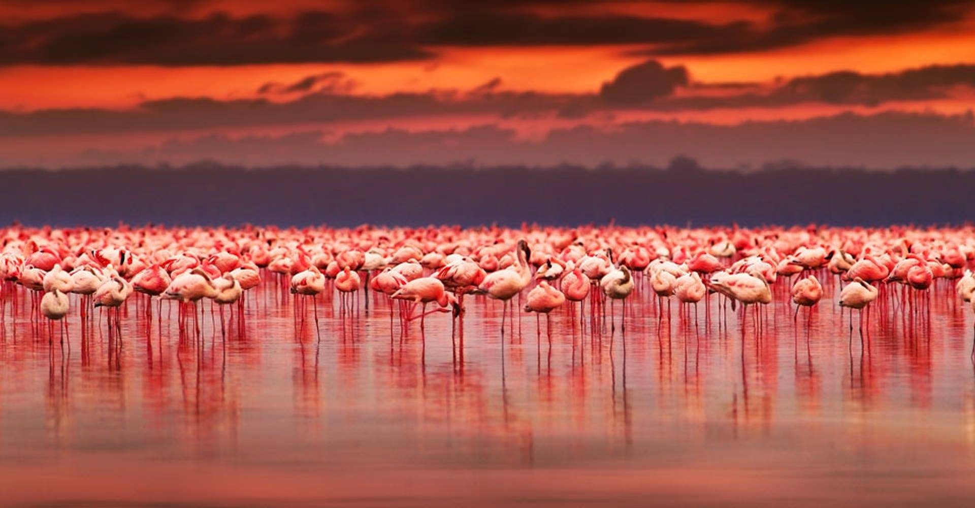 safaris Kenya flamingos Anna Omelchenko