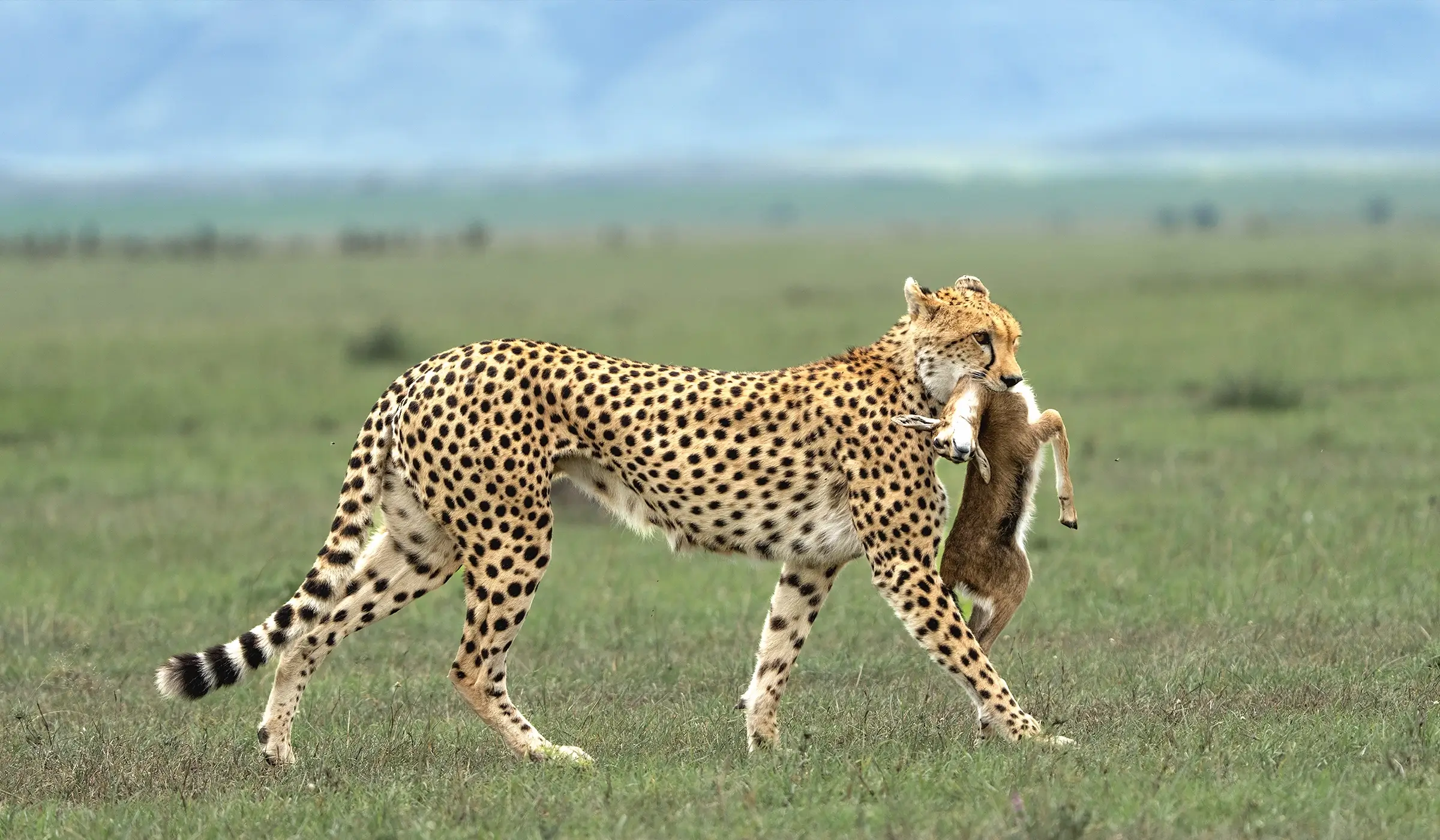 serengeti national park 2