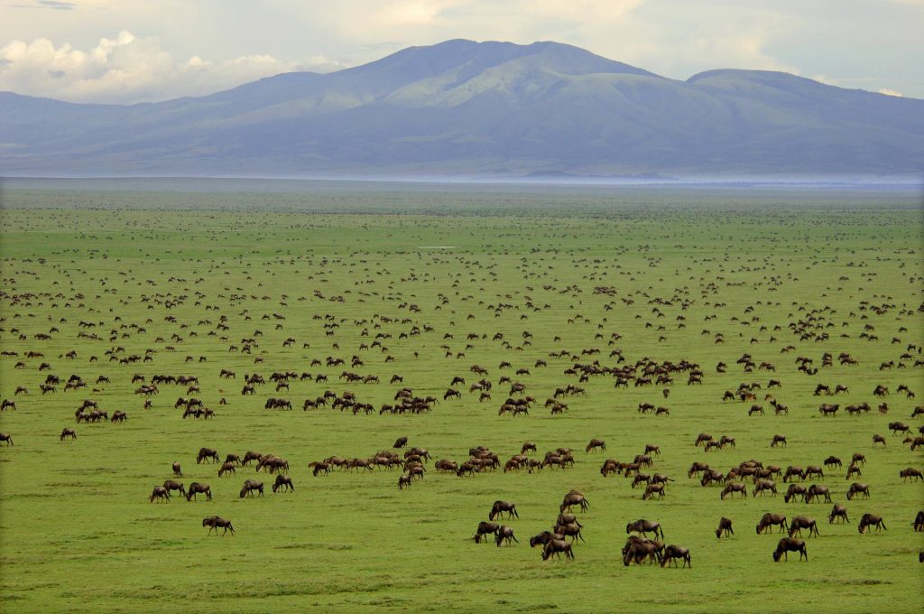 Serengeti Gn